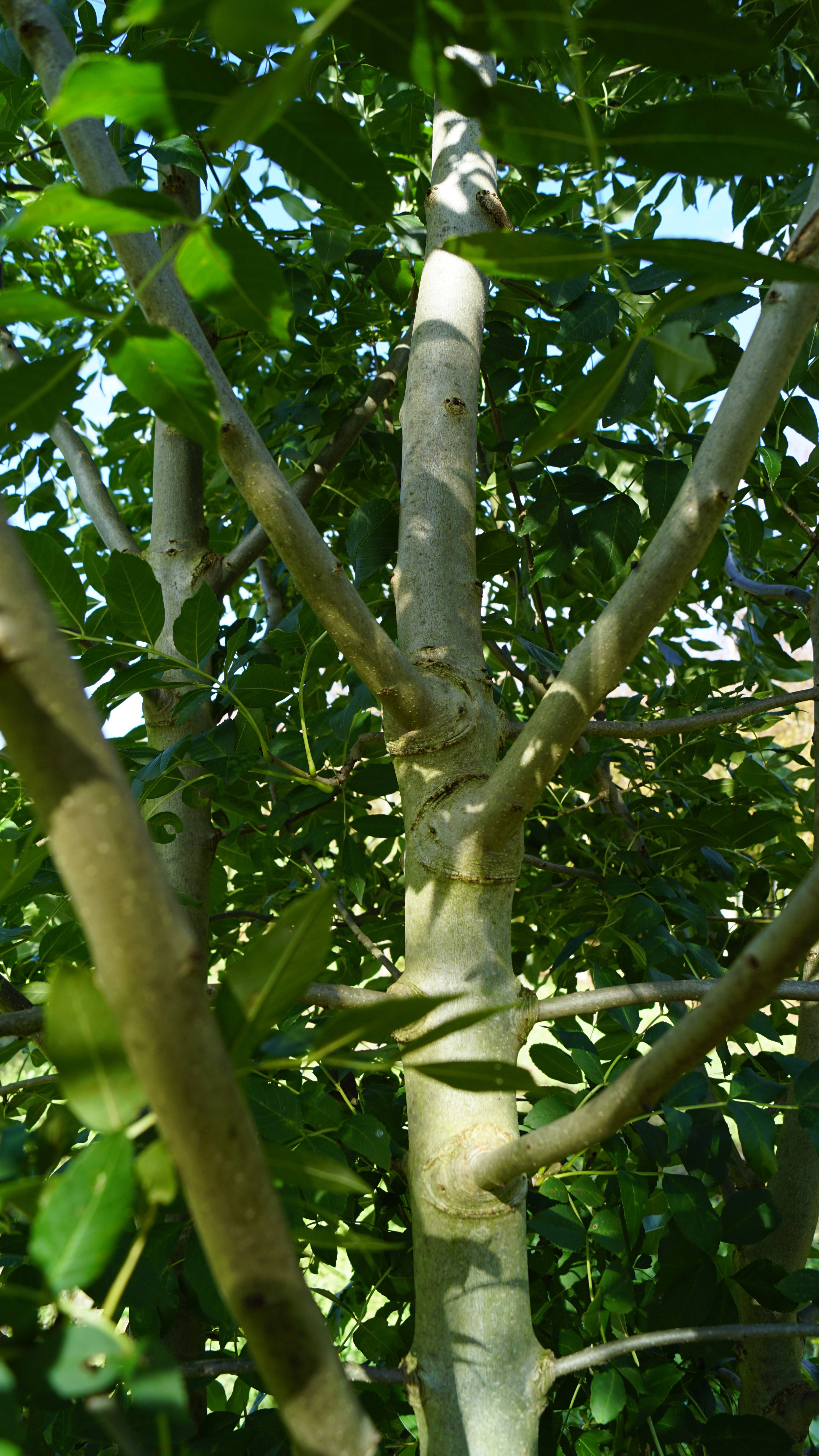 Fraxinus angustifolia 'Raywood' (4)-1